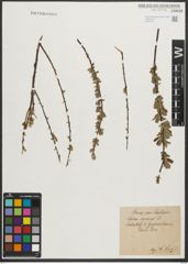 Foto von Salix repens L.